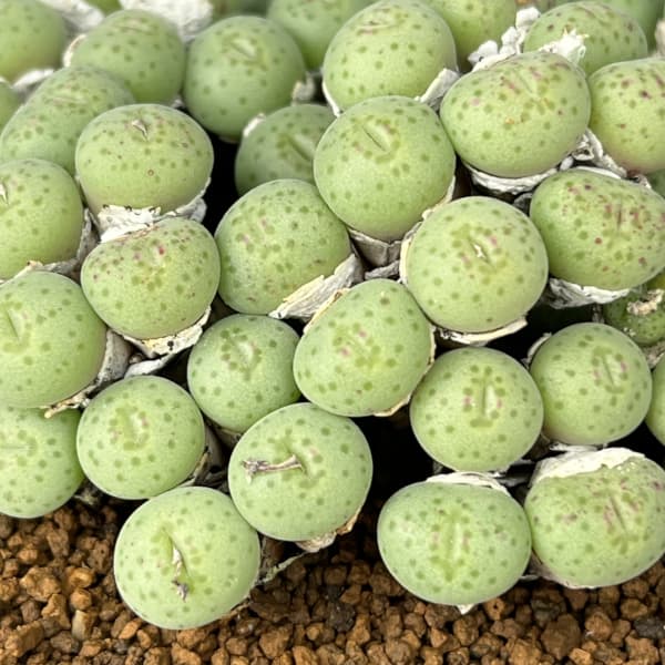 コノフィツム（原種系）：トルカツム　トランスルーセンス　3.5号ポット