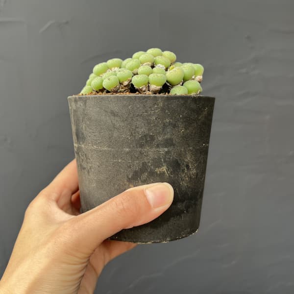 コノフィツム（原種系）：トルカツム　トランスルーセンス　3.5号ポット