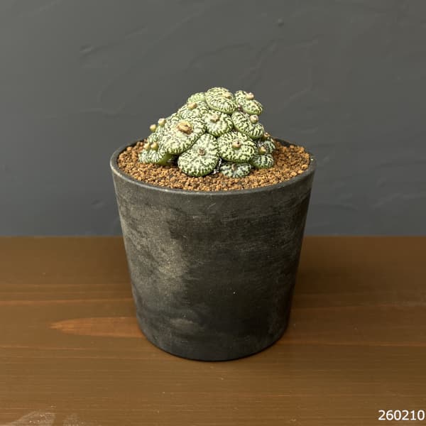 コノフィツム（原種系）：オブコルデルム　ウルシュプルンギアナム・スタイネリー　3.5号ポット26-01