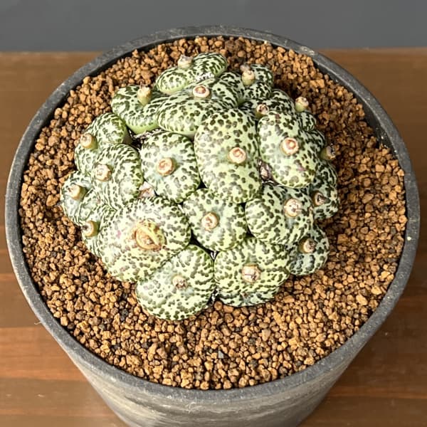 コノフィツム（原種系）：オブコルデルム　ウルシュプルンギアナム・スタイネリー　3.5号ポット26-01