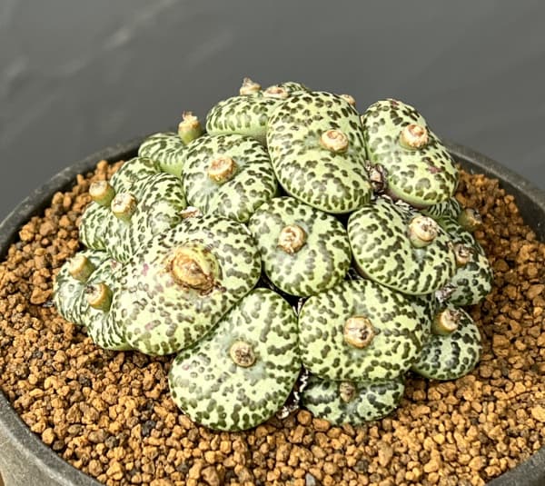 コノフィツム（原種系）：オブコルデルム　ウルシュプルンギアナム・スタイネリー　3.5号ポット26-01