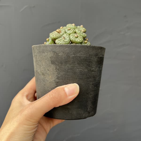 コノフィツム（原種系）：オブコルデルム　ウルシュプルンギアナム・スタイネリー　3.5号ポット26-01