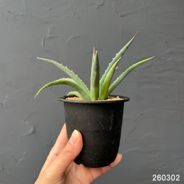 アガベ：ユタエンシス　ユタエンシス　3号鉢植え