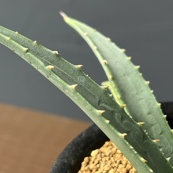 アガベ：ユタエンシス　ユタエンシス　3号鉢植え