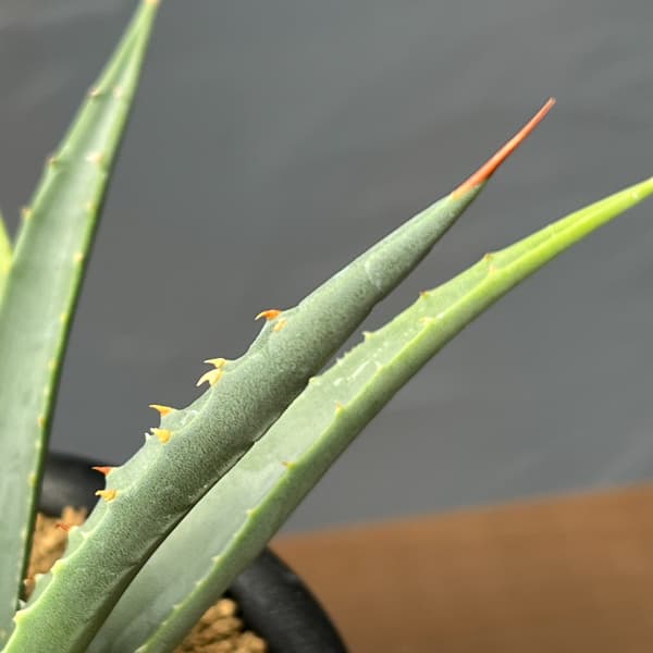 アガベ：ユタエンシス　ユタエンシス　3号鉢植え