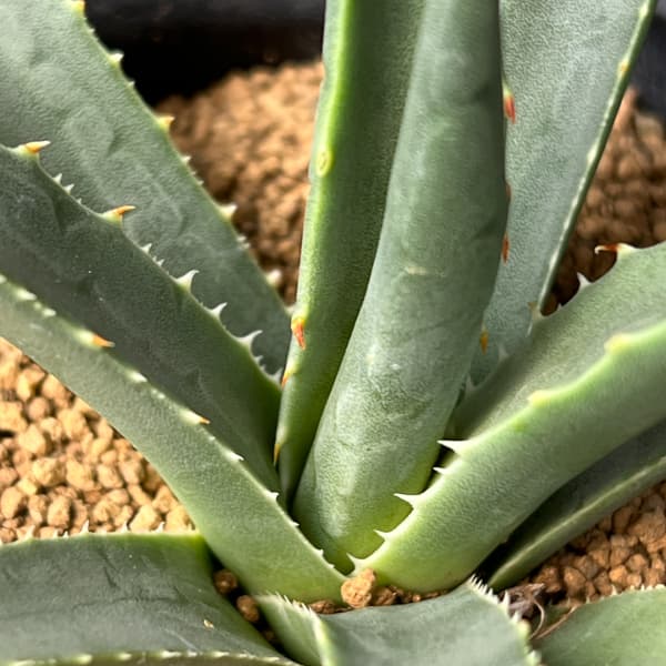 アガベ：ユタエンシス　ユタエンシス　3号鉢植え