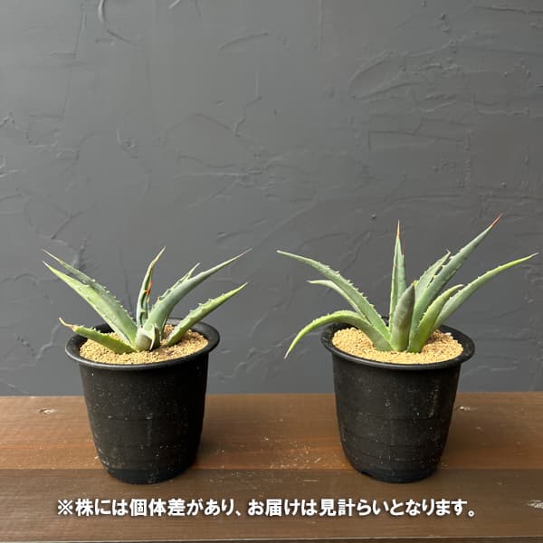 アガベ：ユタエンシス　ユタエンシス　3号鉢植え