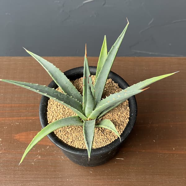 アガベ：ユタエンシス　ユタエンシス　3号鉢植え