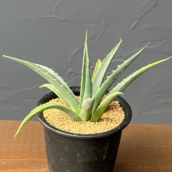 アガベ：ユタエンシス　ユタエンシス　3号鉢植え