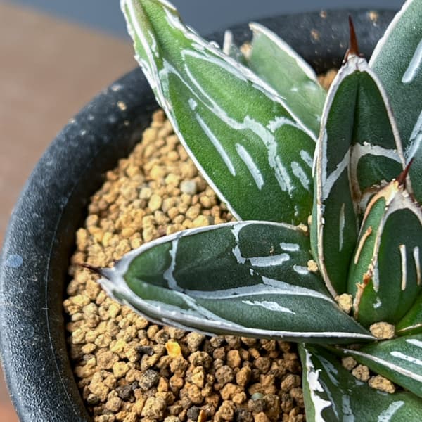 アガベ：ビクトリアレギネ（笹の雪）　バスタマンテ　3号