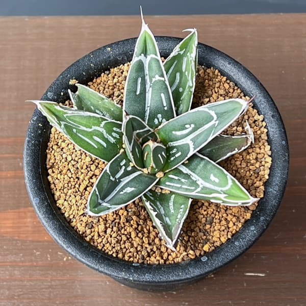 アガベ：ビクトリアレギネ（笹の雪）　バスタマンテ　3号