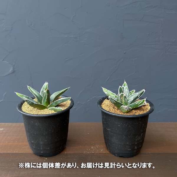 アガベ：ビクトリアレギネ（笹の雪）　バスタマンテ　3号