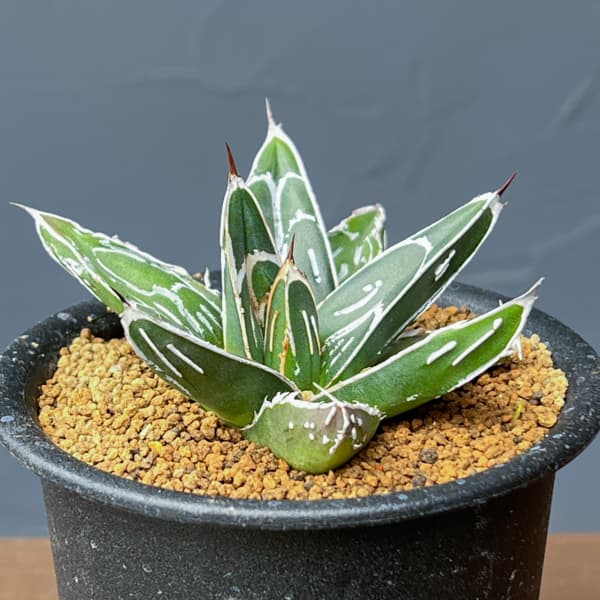 アガベ：ビクトリアレギネ（笹の雪）　バスタマンテ　3号