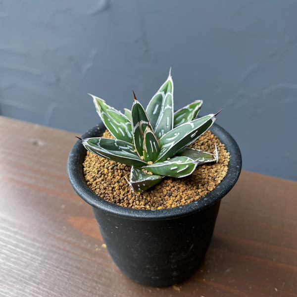 アガベ：ビクトリアレギネ（笹の雪）　バスタマンテ　3号