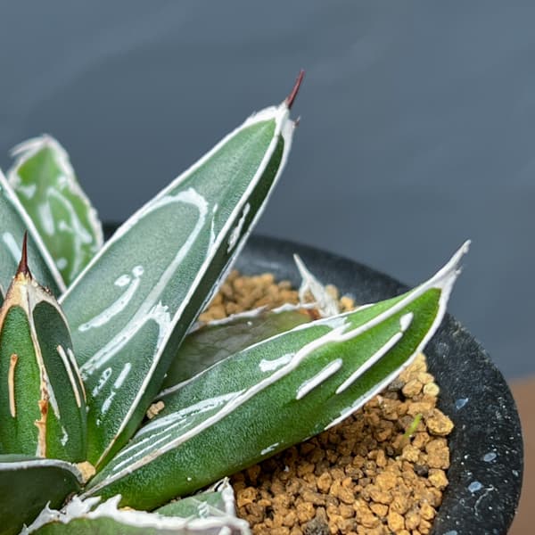 アガベ：ビクトリアレギネ（笹の雪）　バスタマンテ　3号