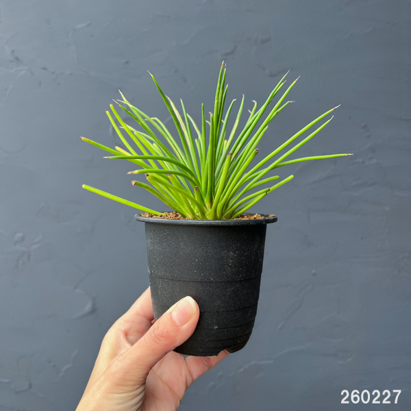 アガべ：ゲミニフローラ　ナナ　3号鉢植え