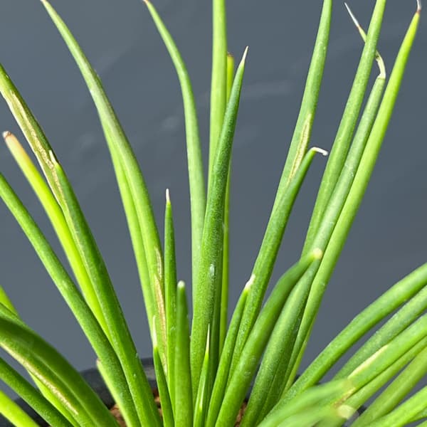 アガべ：ゲミニフローラ　ナナ　3号鉢植え