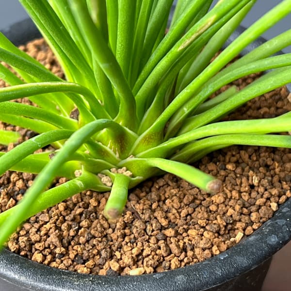 アガべ：ゲミニフローラ　ナナ　3号鉢植え