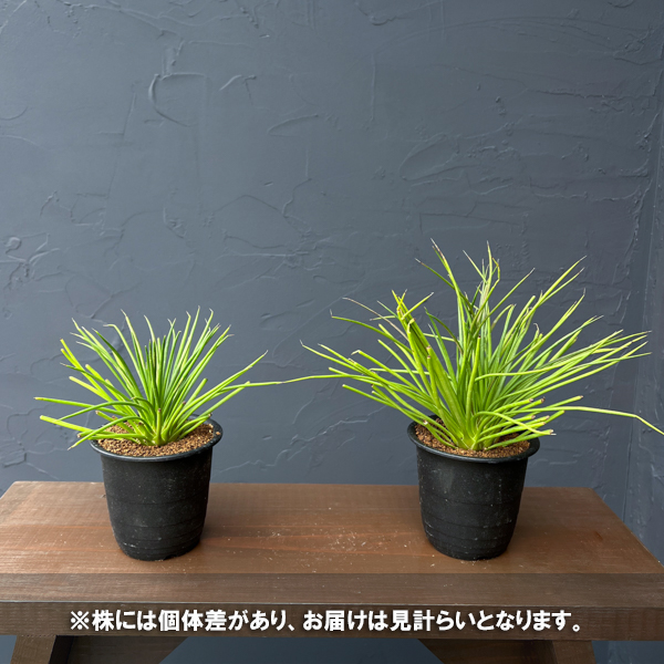 アガべ：ゲミニフローラ　ナナ　3号鉢植え