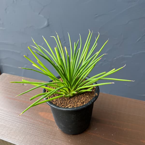 アガべ：ゲミニフローラ　ナナ　3号鉢植え