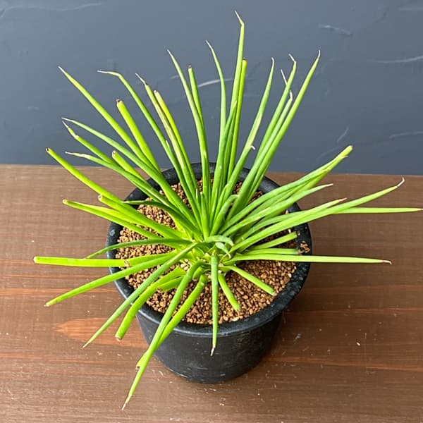 アガべ：ゲミニフローラ　ナナ　3号鉢植え