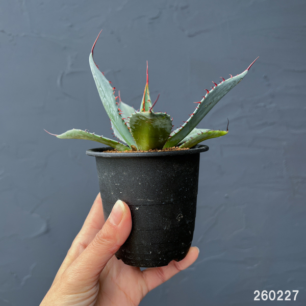 アガベ：フレキシスピナ　3号鉢植え