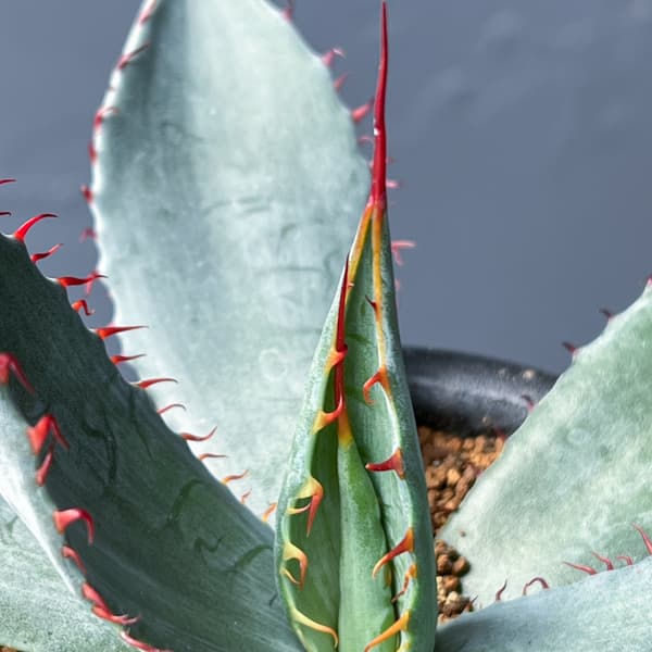 アガベ：フレキシスピナ　3号鉢植え