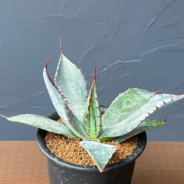 アガベ：フレキシスピナ　3号鉢植え