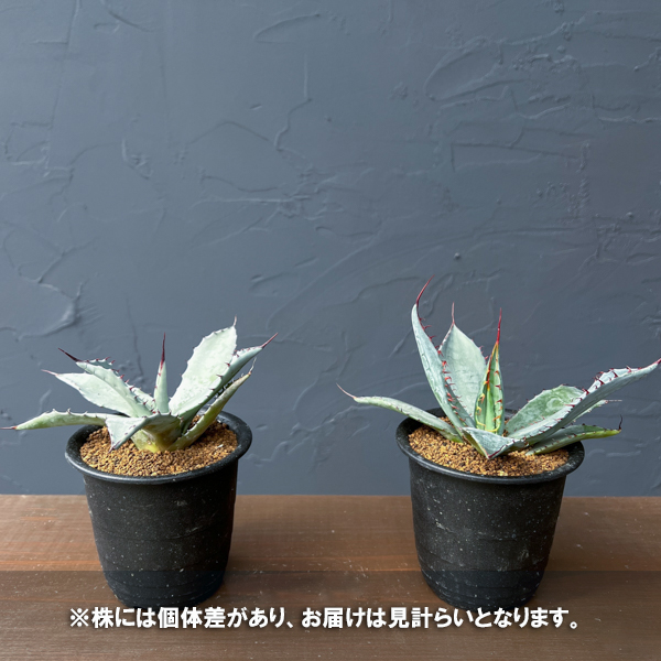 アガベ：フレキシスピナ　3号鉢植え