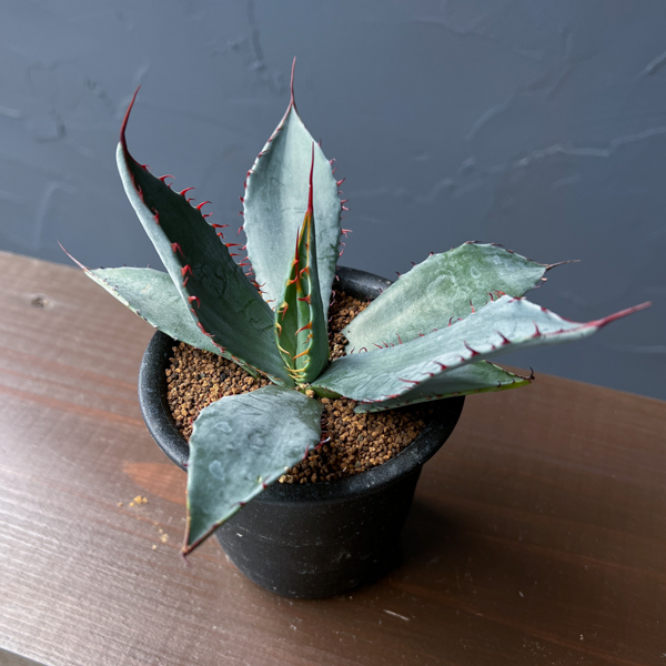 アガベ：フレキシスピナ　3号鉢植え