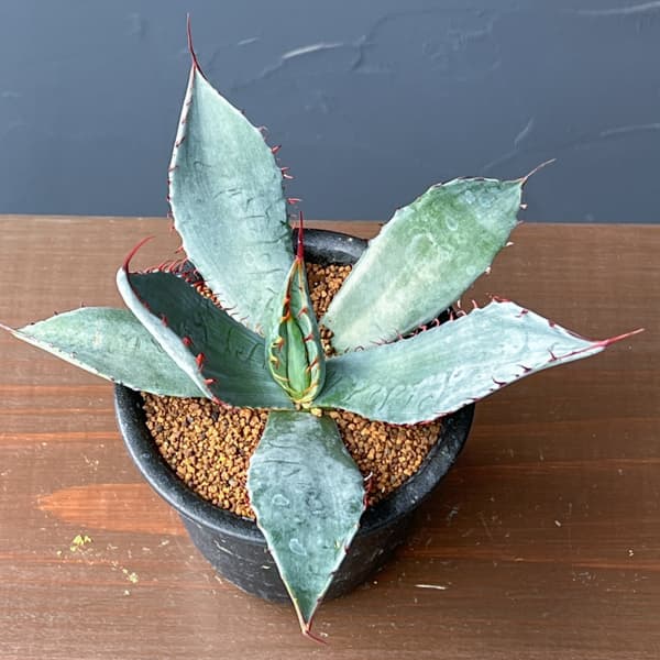 アガベ：フレキシスピナ　3号鉢植え