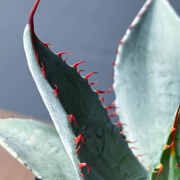 アガベ：フレキシスピナ　3号鉢植え