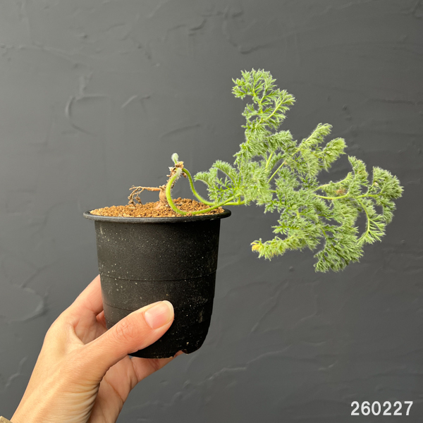 ペラルゴニウム：トリステ　3号鉢植え