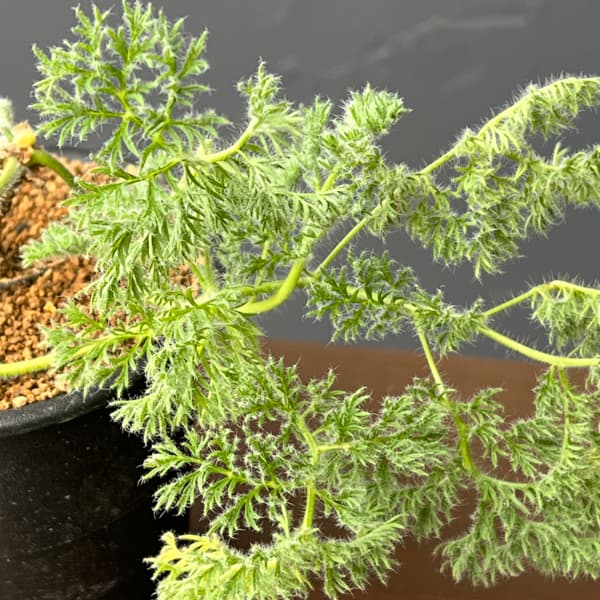 ペラルゴニウム：トリステ　3号鉢植え