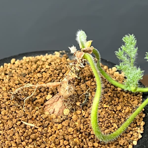 ペラルゴニウム：トリステ　3号鉢植え