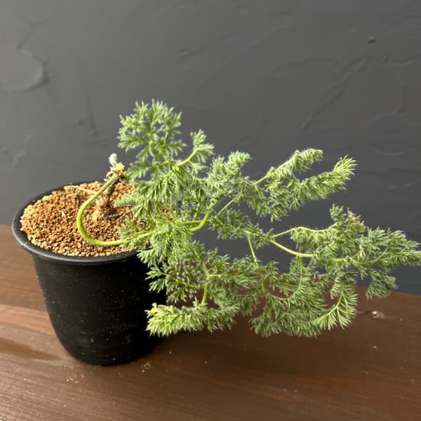 ペラルゴニウム：トリステ　3号鉢植え