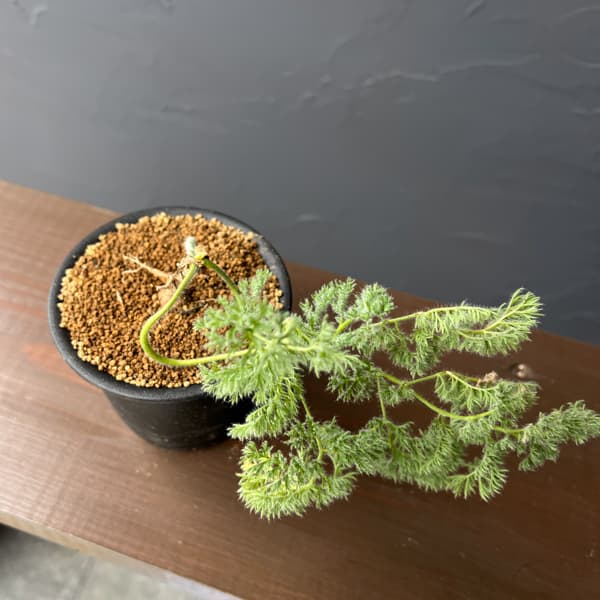 ペラルゴニウム：トリステ　3号鉢植え