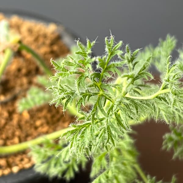 ペラルゴニウム：トリステ　3号鉢植え