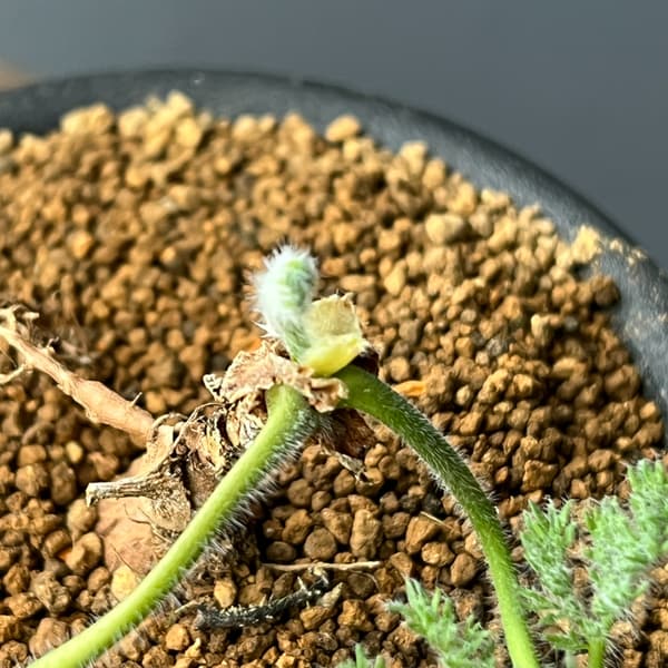 ペラルゴニウム：トリステ　3号鉢植え