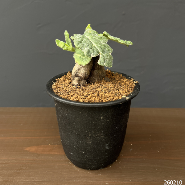 オトンナ：ブルボーサ　3号鉢植え