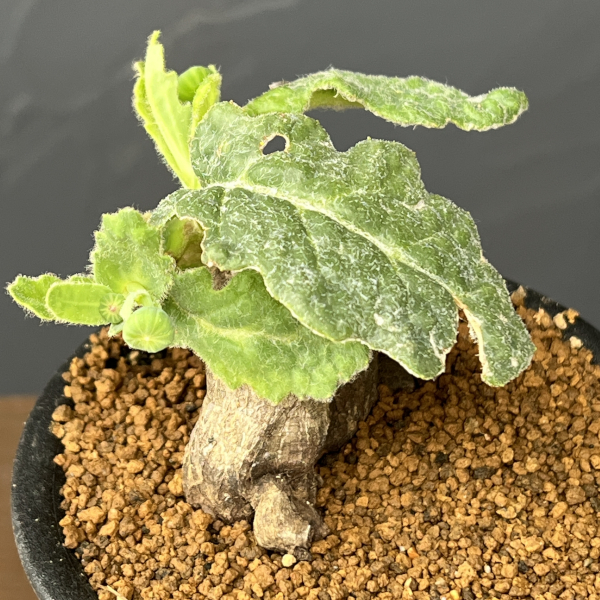 オトンナ：ブルボーサ　3号鉢植え