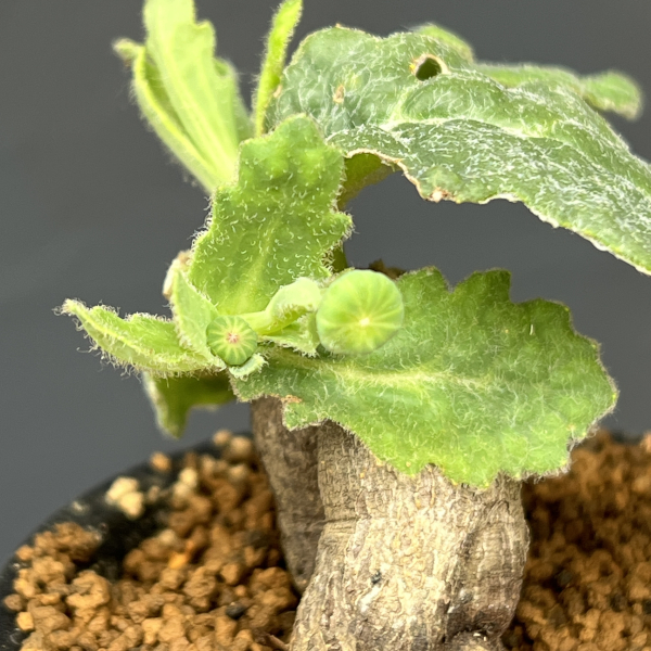 オトンナ：ブルボーサ　3号鉢植え