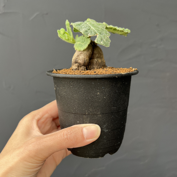 オトンナ：ブルボーサ　3号鉢植え