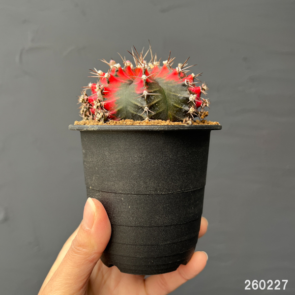 サボテン：ギムノカリキウム　緋牡丹錦（ヒボタンニシキ）3号26-01