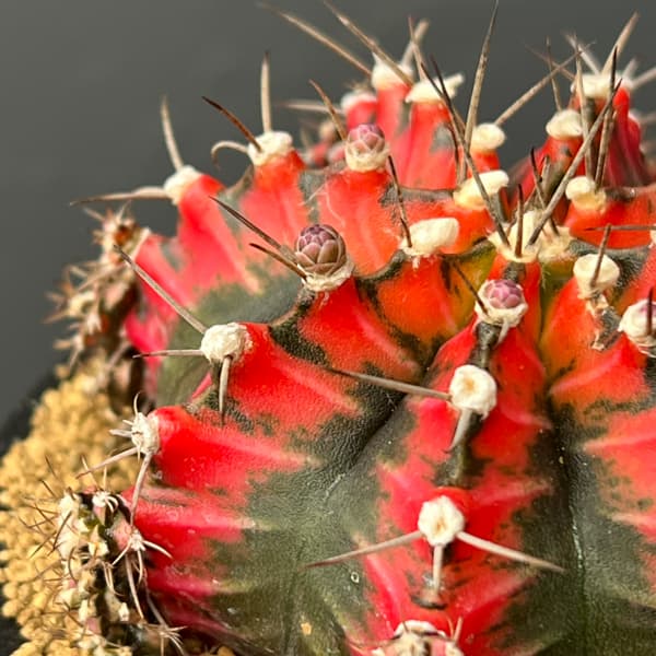 サボテン：ギムノカリキウム　緋牡丹錦（ヒボタンニシキ）3号26-01