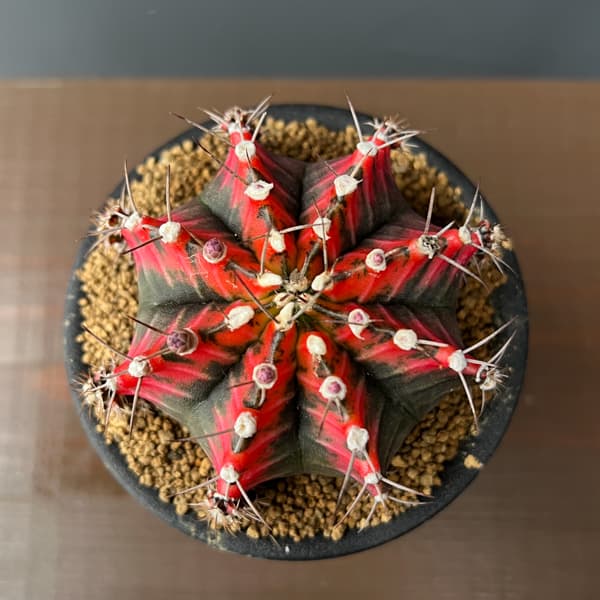 サボテン：ギムノカリキウム　緋牡丹錦（ヒボタンニシキ）3号26-01