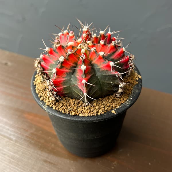 サボテン：ギムノカリキウム　緋牡丹錦（ヒボタンニシキ）3号26-01