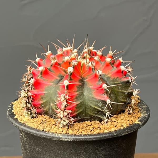 サボテン：ギムノカリキウム　緋牡丹錦（ヒボタンニシキ）3号26-01