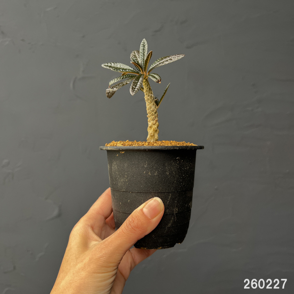 ドルステニア:ギガス 3号鉢植え