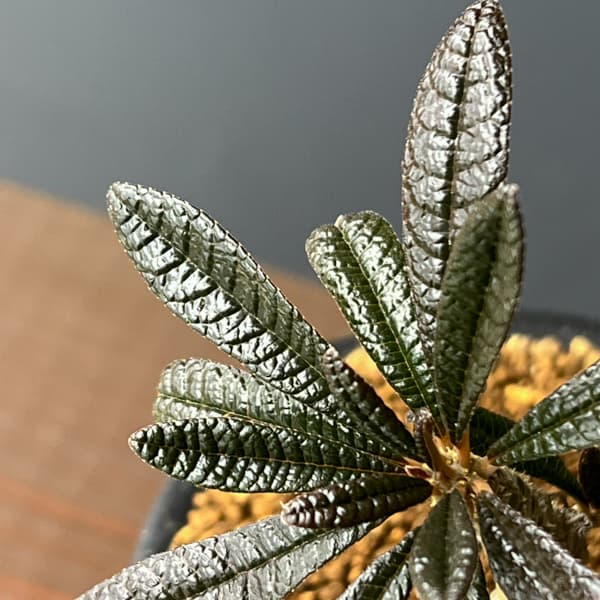 ドルステニア:ギガス 3号鉢植え